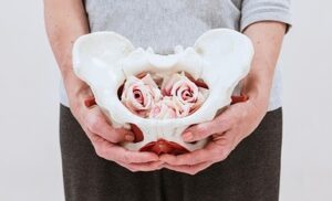 Zwei Hände halten ein Modell von einer Beckenschale in der Rosen eingebettet sind als Sinnbild für einen entspannten Beckenboden